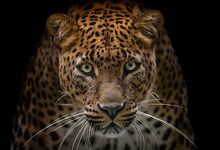 danigo didier Leopard du Sri Lanka