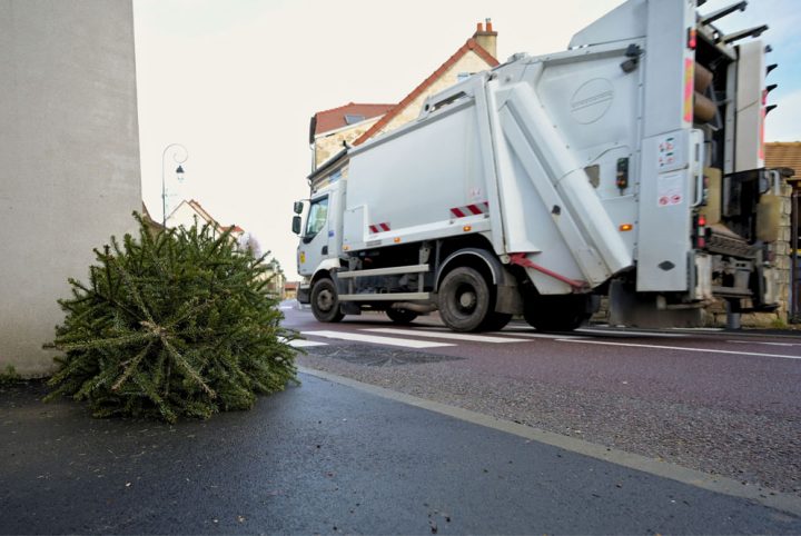 collecte sapin